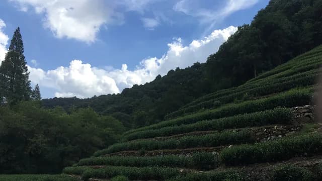 Terraced Longjing tea fields climbing a green hillside in Hangzhou