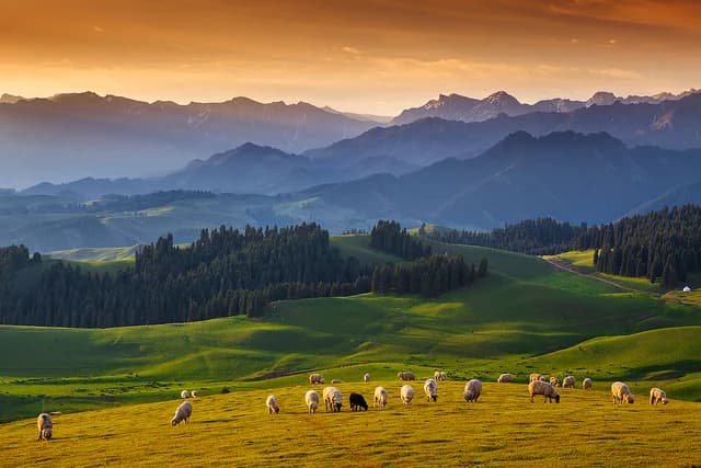 Sheep grazing across Jiangbulake grassland